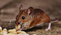 24 Hour & Emergency Exterminators in Madison Gas And Electric, WI
